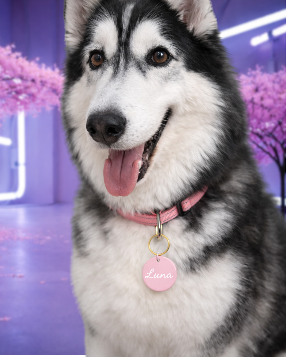 PawSignal - Lost & Found Pet ID Tag